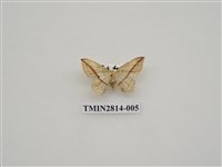 藏品(尺蛾443)的圖片